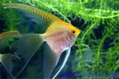常見的較易飼養的熱帶魚品種有哪些？