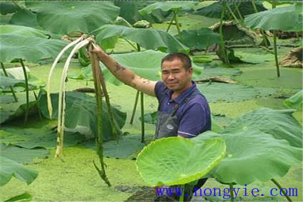 魚種的放養