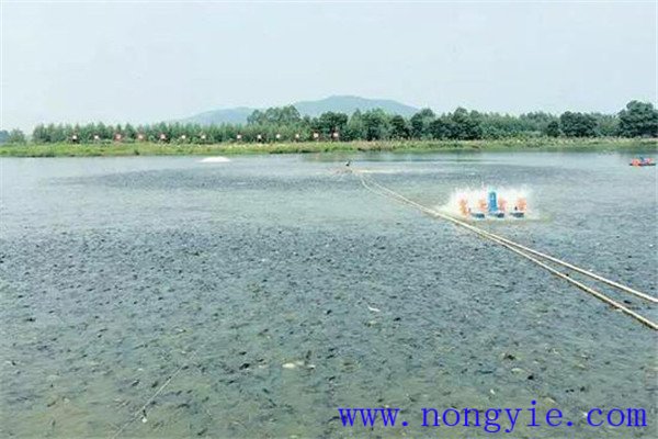 秋季魚池的水質調控