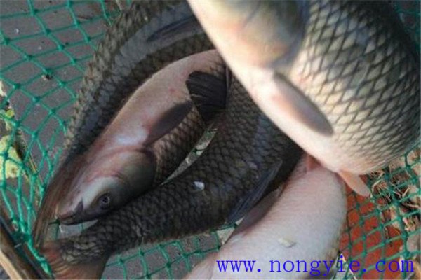 草魚、青魚親魚秋培技術與方法