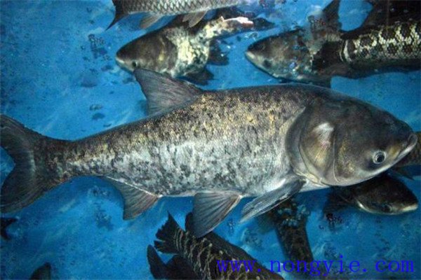 鰱魚、鳙魚親魚秋培技術與方法