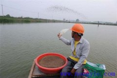 魚塘養魚對飼料的要求 魚飼料的消毒方法措施