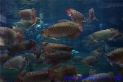 在成魚池中魚類混養有什么好處
