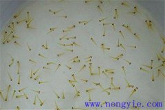 培育魚苗、魚種需要哪些工具