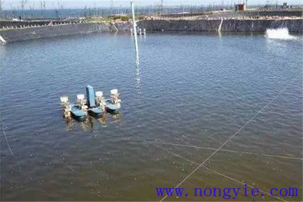 為什么說水的ph值對養魚很重要