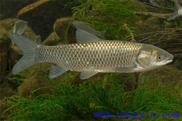 鰱、鳙、草魚