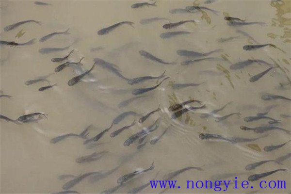 魚種、秋花和春片