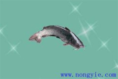 長吻鮠大規格一齡魚種培育期間的水質管理須知