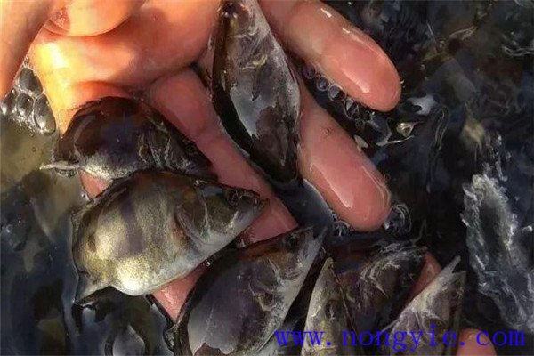 如何培育大規格魚種