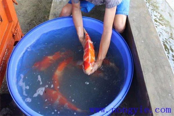 做好雌雄魚的數量比例搭配