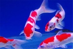 在水族箱中喂養錦鯉要注意些什么？