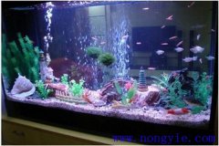 飼養熱帶魚需要哪些用具與容器
