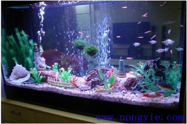 飼養熱帶魚需要哪些用具與容器