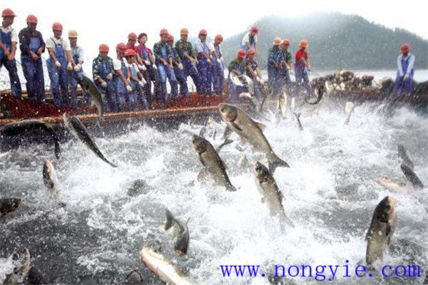 無公害水產品魚藥使用原則