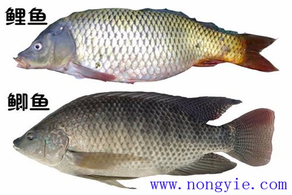 鯉魚、鯽魚