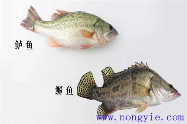 鱖魚、烏鱧、加州鱸
