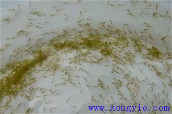 農家怎樣培養成魚苗和魚種