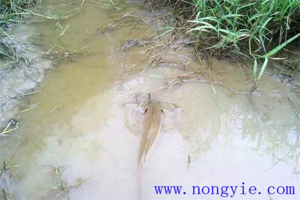 怎樣利用小山塘、魚池、坑凼培育魚苗、魚種