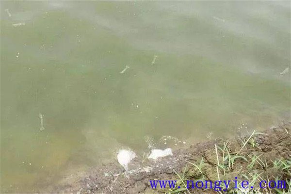 施肥要注意改善魚苗、魚種池水質