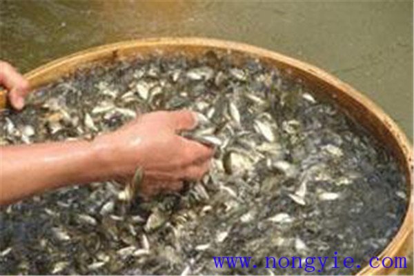 魚苗放養前的準備