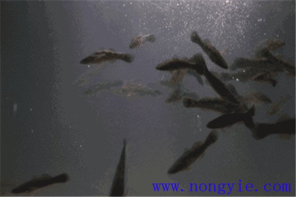 怎樣根據魚的動態推斷水質好壞