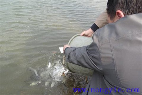 合理確定放養魚種規格