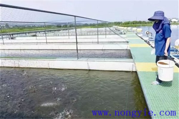 保證飼料質量、掌握好投喂量