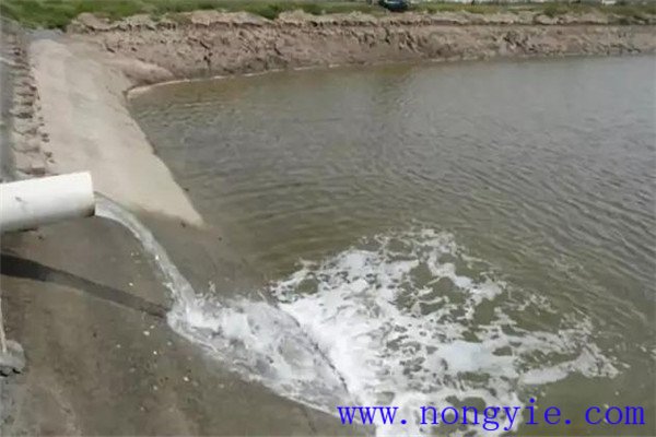 定期沖換水，保讓魚塘水質