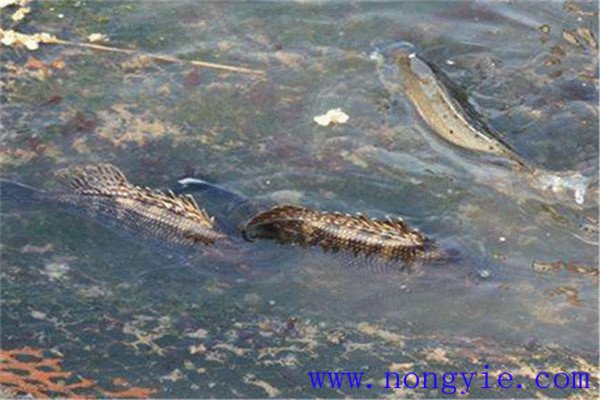 鱖魚的養殖方法