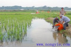 稻田養魚的現代養殖模式有哪些新的變化？