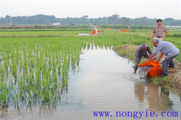 稻田養魚的現代養殖模式有哪些新的變化