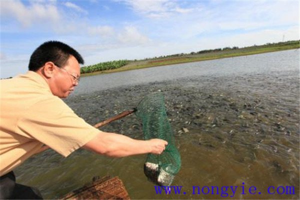 為什么說養魚管理是關鍵