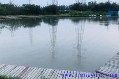 一些養殖魚類的性別如何認別
