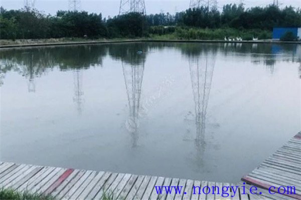 一些養殖魚類的性別如何認別