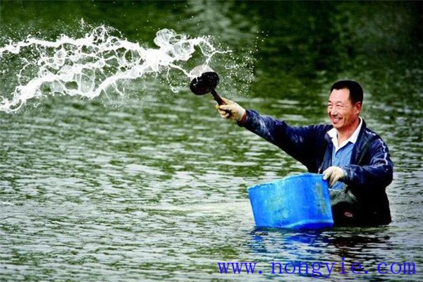 如何準備優良魚種
