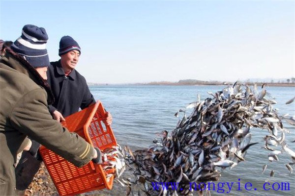 什么時間放養魚種較好