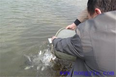 網箱養魚怎樣具體操作 日常管理主要內容是什么