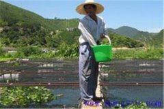 投喂配合餌料養魚應注意什么問題