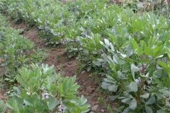 蠶豆產量低原因是什么？如何提高蠶豆產量？
