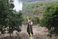砂糖桔著色期如何施肥，著色期的管理重點簡介