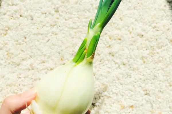 發芽的洋蔥能種出洋蔥嗎