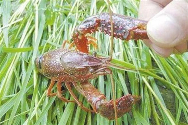 針對小龍蝦的攝食特點，科學投喂