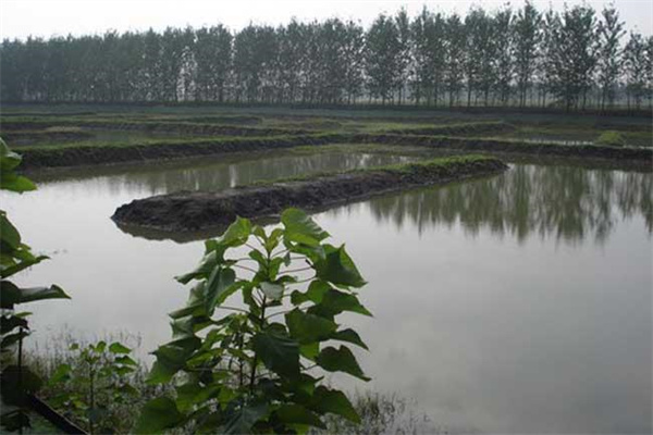 改善水質、凈化底質