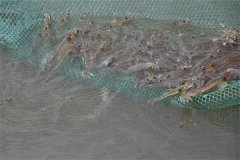 養殖南美白對蝦用什么飼料 如何投喂蝦飼料