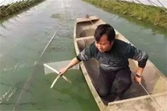 提高池塘養殖青蝦商品率的主要措施
