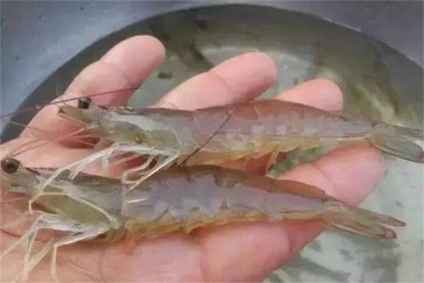 青蝦的形態特征