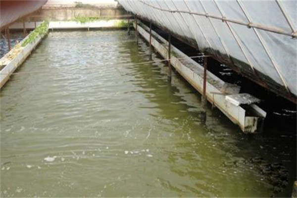養蝦池為什么要注意注排水
