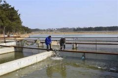 養蝦池能否混養魚類，哪些魚類可與蝦混養