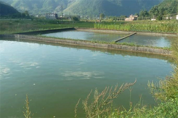 養魚池塘的水質標準