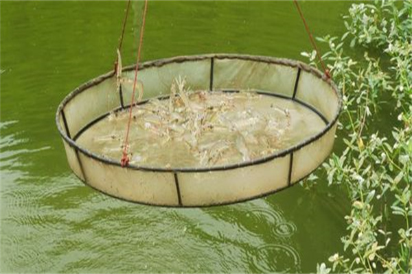 養南美白對蝦調水的目標